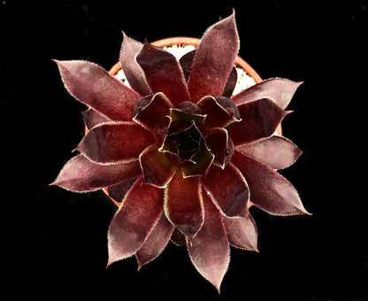 Sempervivum 'Star Burst'