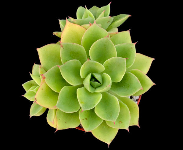 Echeveria stolonifera