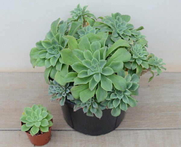 Echeveria stolonifera