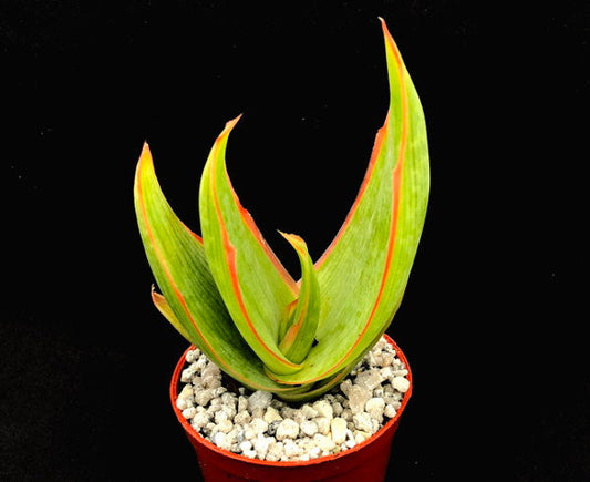 Aloe striata (Coral Aloe)