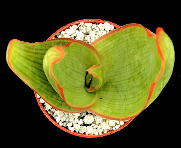 Aloe striata (Coral Aloe)