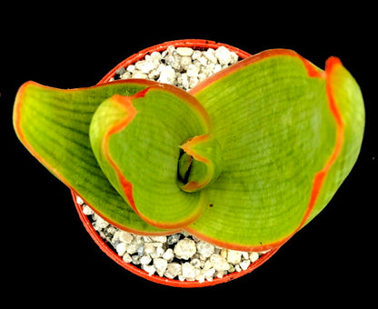 Aloe striata (Coral Aloe)