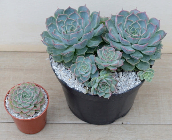Echeveria halbingeri 'Walther'