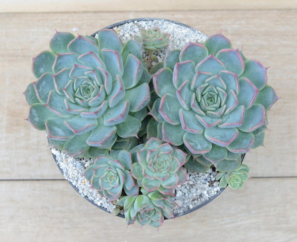Echeveria halbingeri 'Walther'