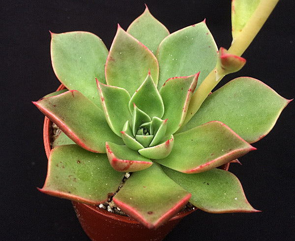 Echeveria 'Sulphur'