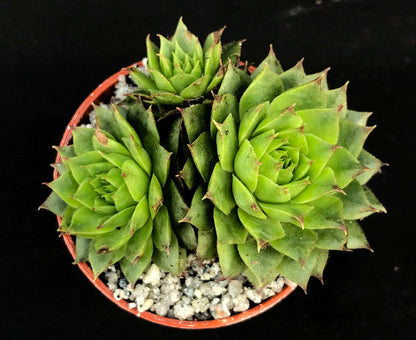 Sempervivum 'Sumplonstern'