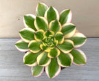 Aeonium 'Sunburst'