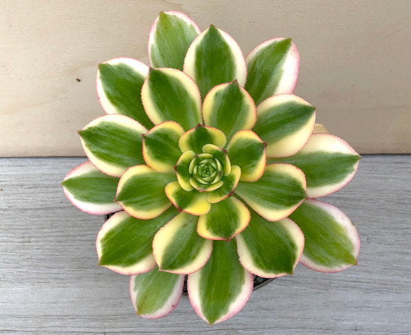 Aeonium 'Sunburst'