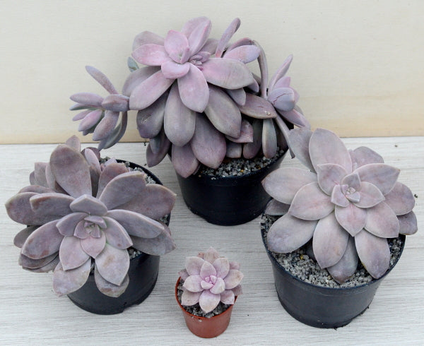 Graptopetalum petandrum subsp. superbum