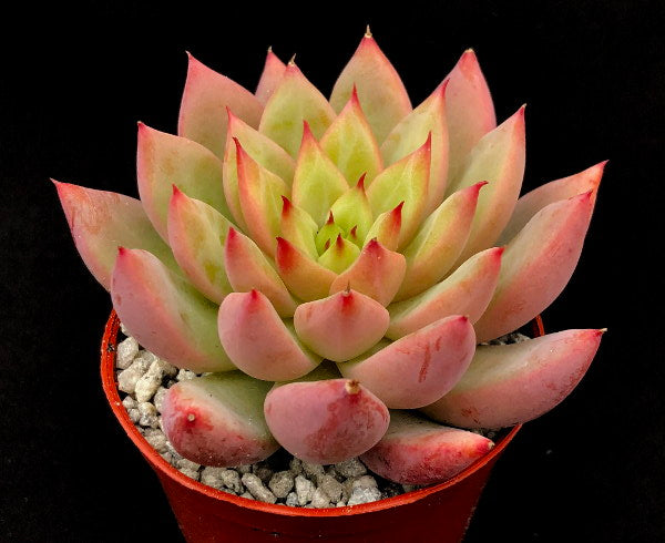 x Graptoveria 'Supernova'