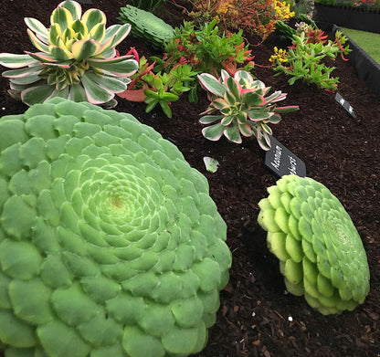 Aeonium tabuliforme