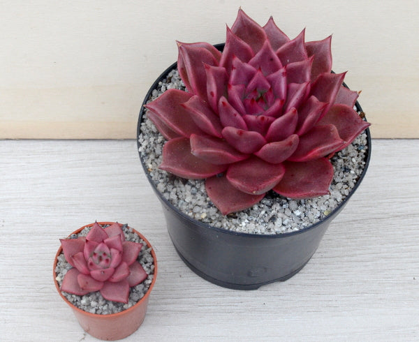 Echeveria agavoides 'Taurus'