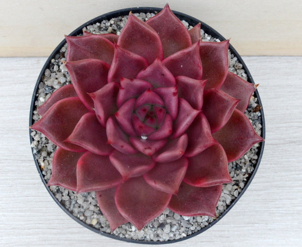 Echeveria agavoides 'Taurus'