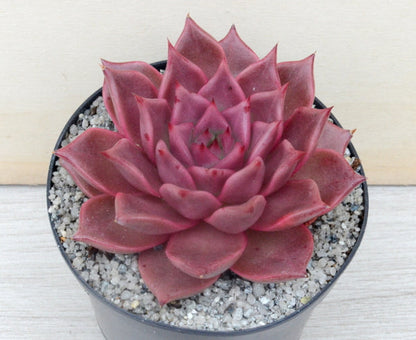 Echeveria agavoides 'Taurus'