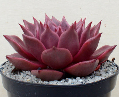 Echeveria agavoides 'Taurus'