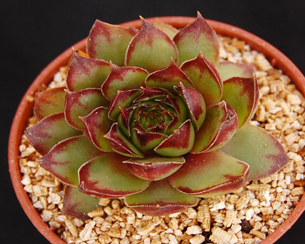 Sempervivum tectorum 'Triste'