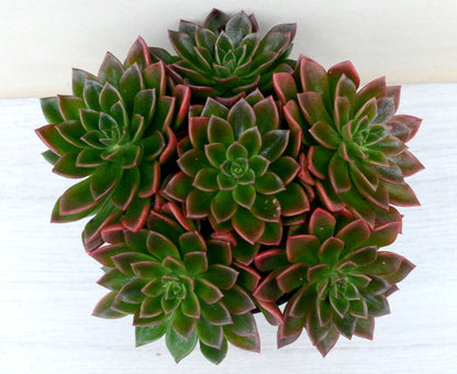 Echeveria 'Telstar'