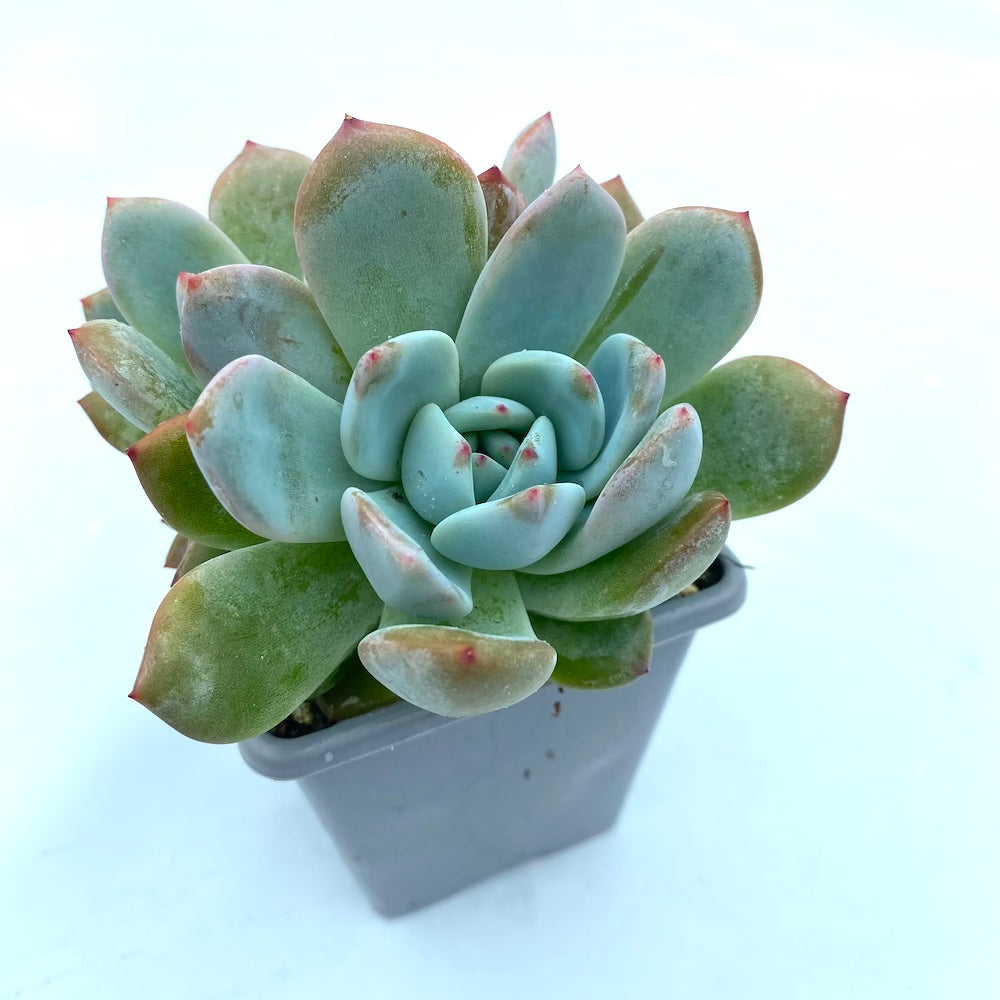 Echeveria 'Monroe'