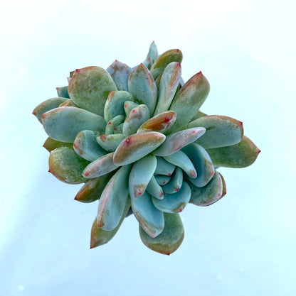 Echeveria 'Monroe'