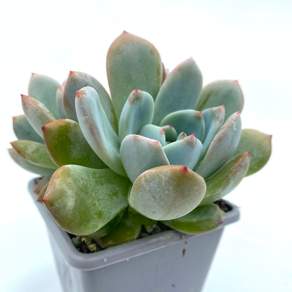 Echeveria 'Monroe'