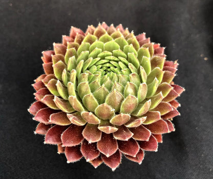 Sempervivum 'Terracotta Baby'