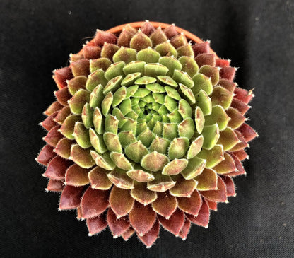 Sempervivum 'Terracotta Baby'