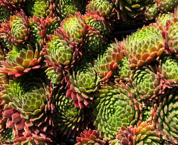 Sempervivum 'Terracotta Baby'