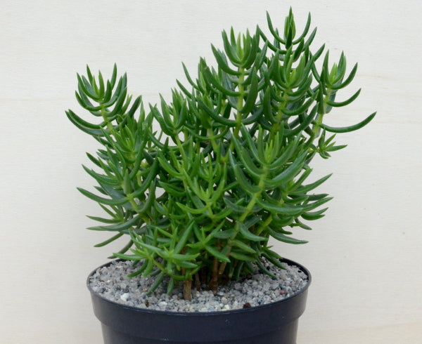 Crassula tetragona