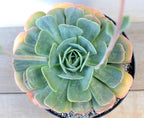Echeveria 'Texas Rose'
