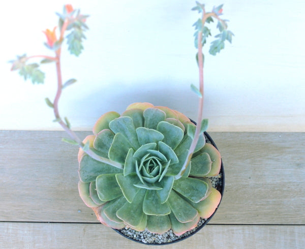 texas rose succulent Echeveria 'Texas Rose' – Surreal Succulents