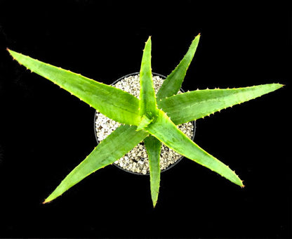 Aloe thraskii