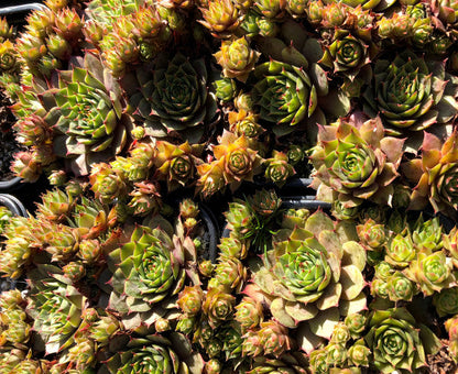 Sempervivum 'Tickled Pink'