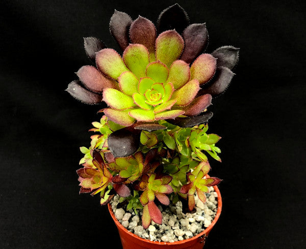 tip top succulent Aeonium arboreum 'Tip Top' – Surreal Succulents