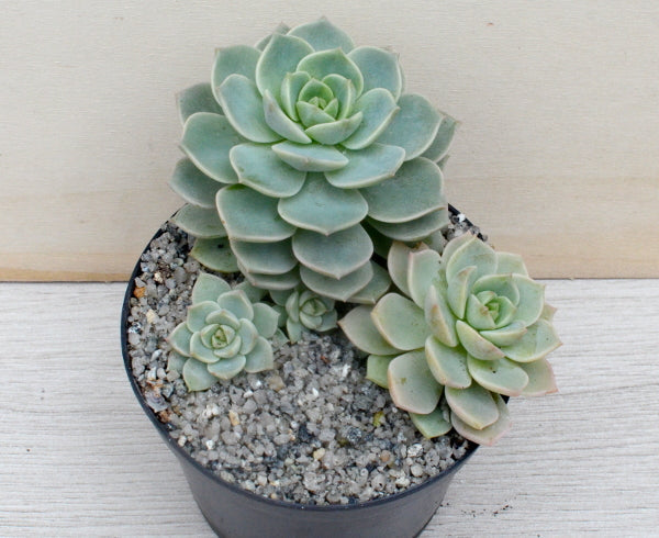 x Graptoveria 'Titubans'