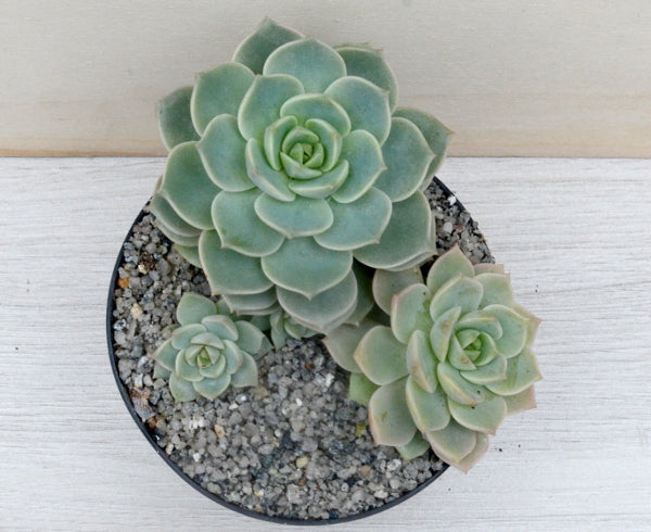 x Graptoveria 'Titubans'