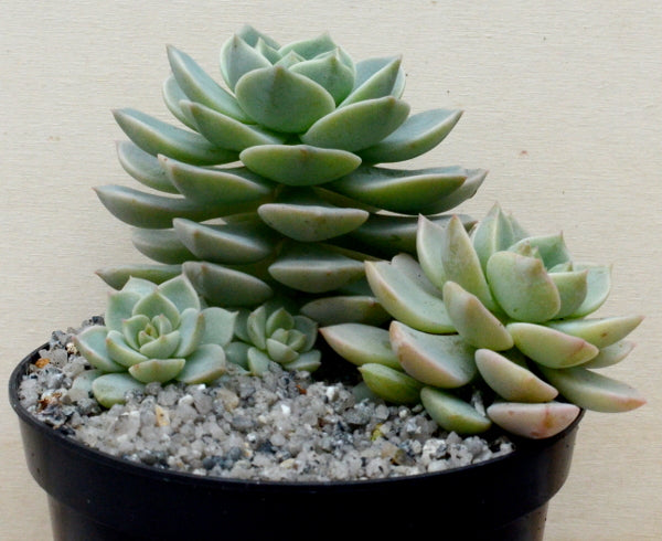 x Graptoveria 'Titubans'