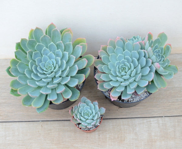 Echeveria tolucensis