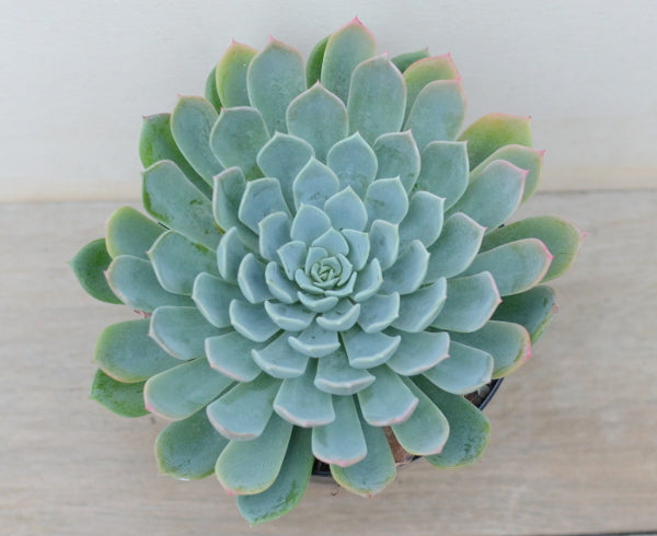 Echeveria tolucensis