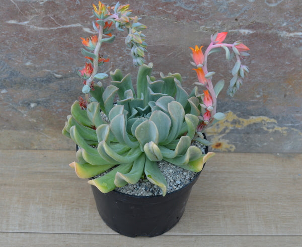 Echeveria 'Topsy Turvy'