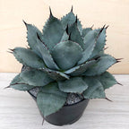 Agave applanata
