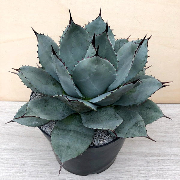 Agave applanata