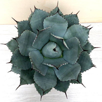 Agave applanata