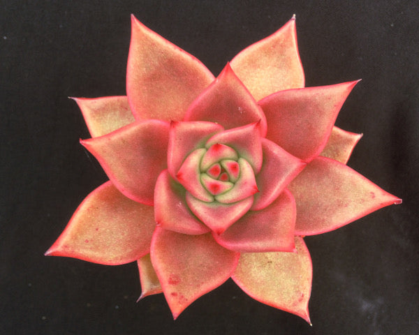 Echeveria agavoides 'Taurus'