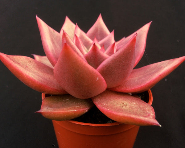 Echeveria agavoides 'Taurus'