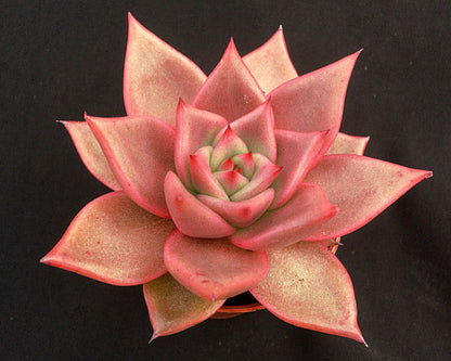 Echeveria agavoides 'Taurus'