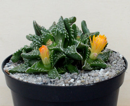 Faucaria tuberculosa