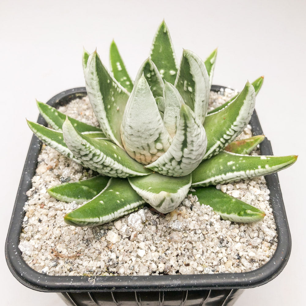 Haworthia pumila ‘Emperor’