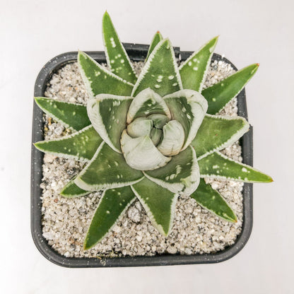 Haworthia pumila ‘Emperor’