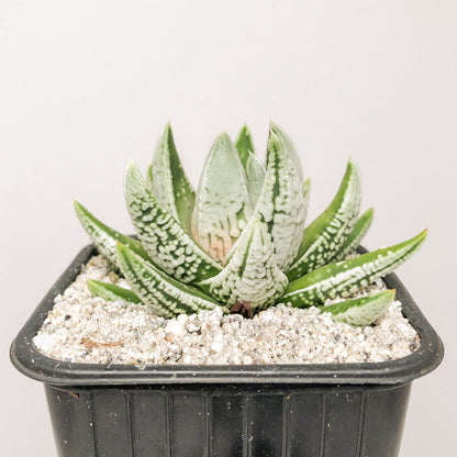 Haworthia pumila ‘Emperor’