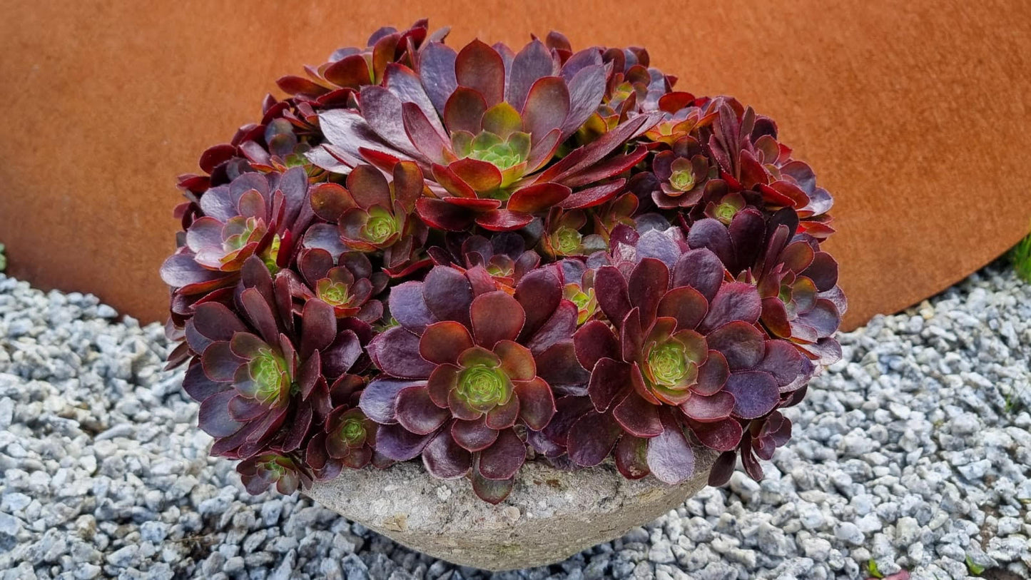 Aeonium 'Dynamite'